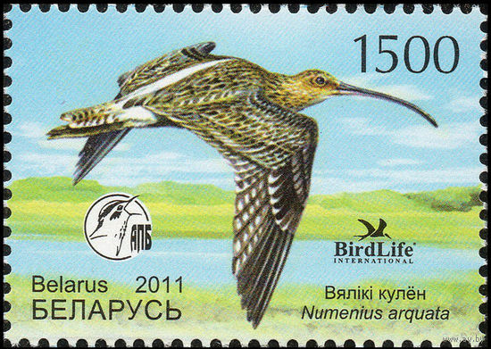 Большой кроншнеп Беларусь 2011 год (875) серия из 1 марки
