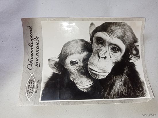 Открытка СССР с фото шимпанзе..Сухумский питомник обезьян