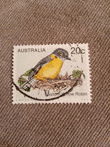 Австралия. Птицы. Eastern Yellow Robin