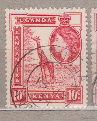 Британские колонии  Кения Уганда Танганьика 1954 год лот 11 Фауна животные Жираф Известные личности Королева Елизавета II Штамп города Аруша