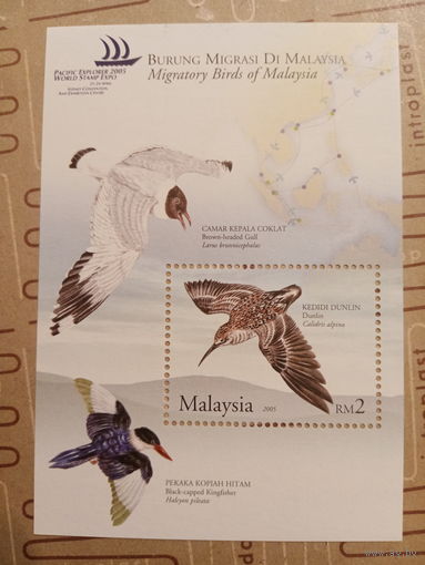 Малайзия 2005. Фауна. Птицы