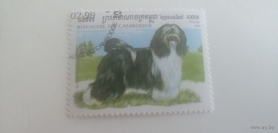 Камбоджа 1999. Собаки