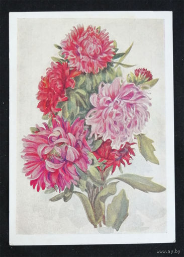 Морозова В. Астры. Цветы. 1959 год #0103-FL1P52