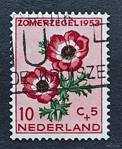 Нидерланды, 1м  цветы