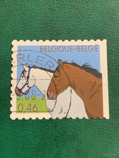 Бельгия. Фауна. Лошади