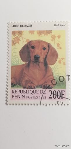 Бенин 1998. Собаки