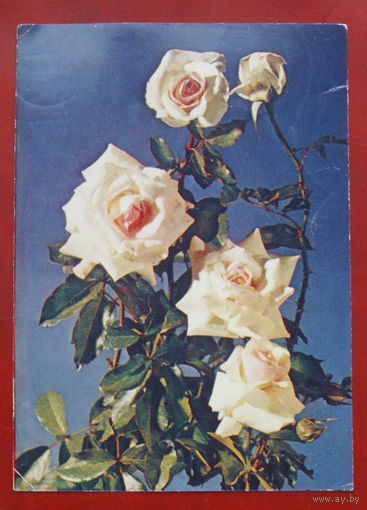 Роза " Шнееванзее ". Чистая. 1983 года. Фото Резникова. *203.