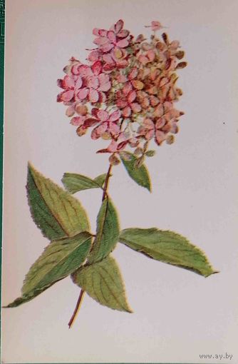 Цветы Гортензия метельчатая