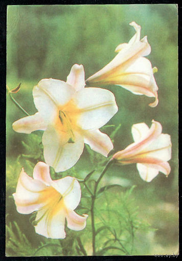 Почтовая карточка " Лилия"( маркированная)