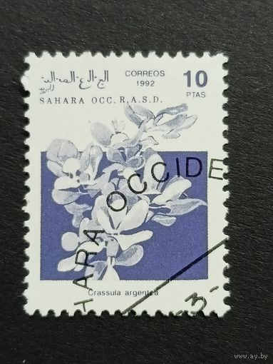 Сахара 1992. Флора