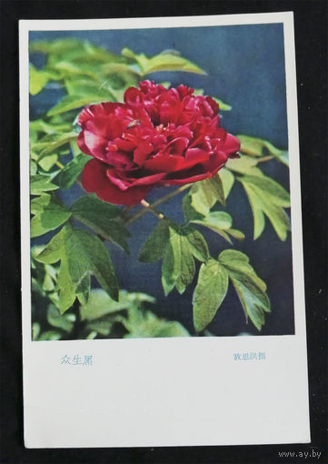 Открытка. Пионы. Цветы. Флора. Китай. 1970-е года. Чистая #0078-FL1P39
