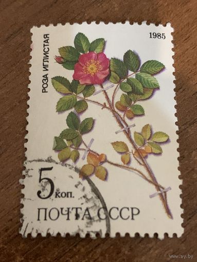 СССР 1985. Роза иглистая. Марка из серии