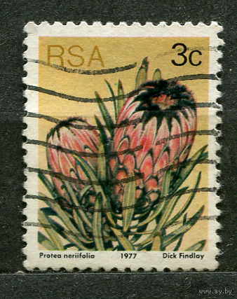 Цветы. Протея длиннолистная. Южная Африка. 1977
