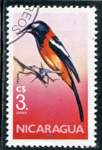 Никарагуа. Фауна. Птица