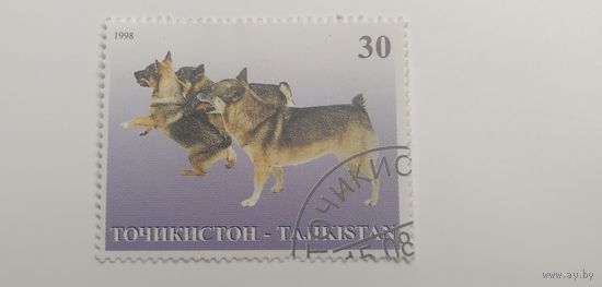 Таджикистан 1998. Собаки