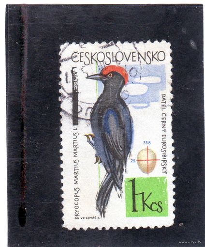 Чехословакия.Ми-1498. Черный дятел (Dryocopus martius). Серия: Лесные и садовые птицы. 1964.