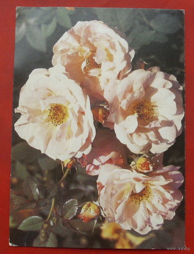 Роза " Нимфенбург ". Чистая. 1983 года. Фото Матанова. 1725.