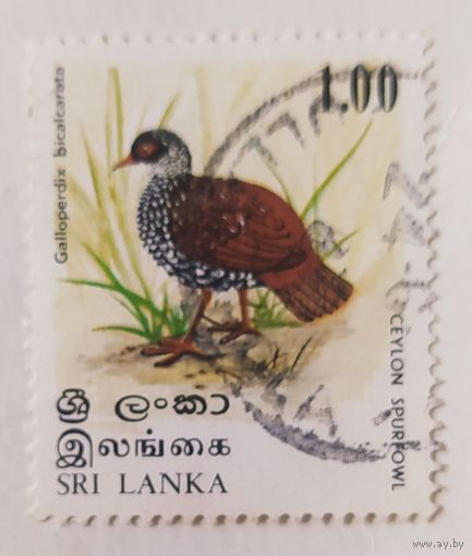 Шри-Ланка, птица