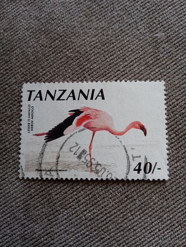 Танзания. Фауна. Птицы. Фламинго