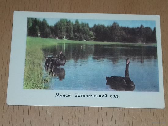 Календарик 1977 Минск. Ботанический сад. Лебеди