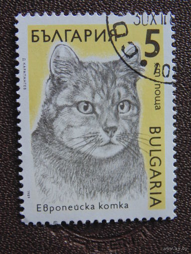 Болгария 1989 г. Европейская кошка.