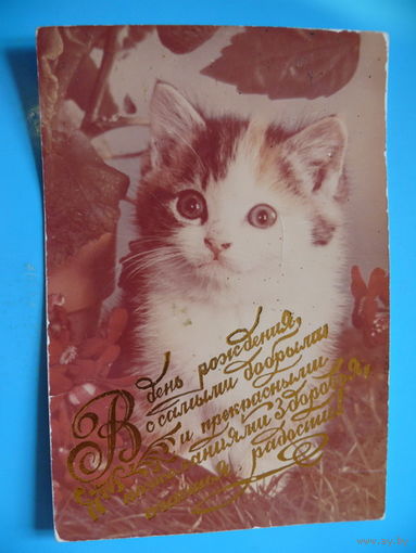 В день рождения, с самыми добрыми и прекрасными пожеланиями здоровья, счастья, радости! ~1990-е гг., чистая (фотооткрытка, кот).