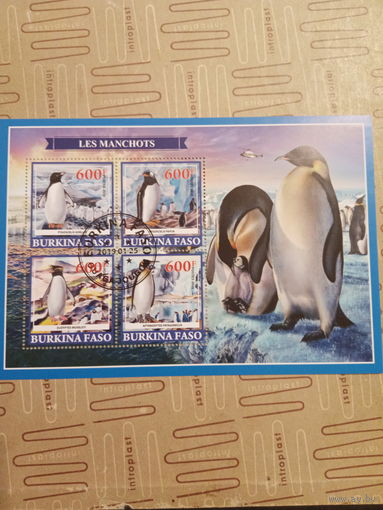 Буркина Фасо 2019. Фауна. Пингвины
