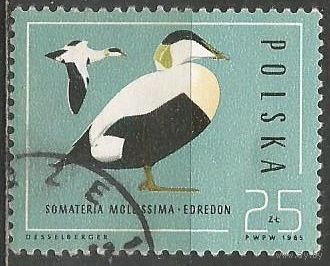 Польша. Водоплавающие птицы. Обыкновенная гага. 1985г. Mi#3002.