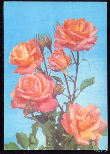 СССР 1978 ДМПК  розы чистая