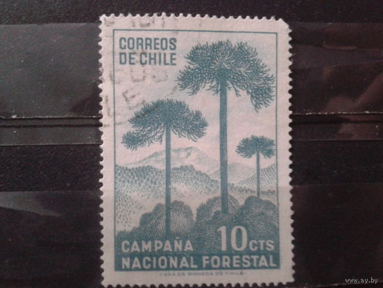 Чили 1967 Деревья
