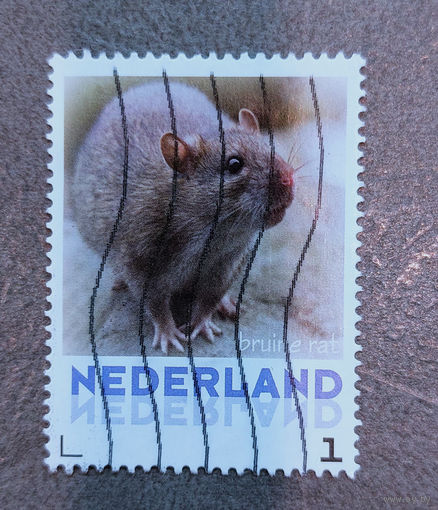 Нидерланды. Мышь.Крыса