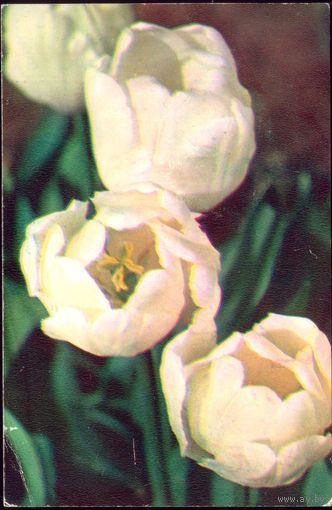 1974 год Н.Матанов Белые тюльпаны