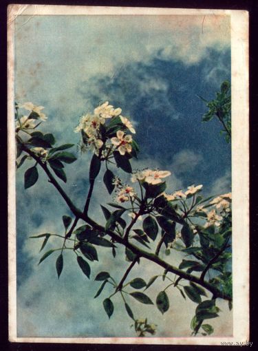 1961 год Л.Раскин Цветы яблони