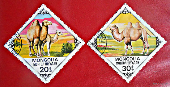 Монголия, 1978 г., верблюды
