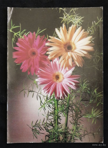 Цветы. Флора. Открытка Чехословакия. Чистая #0120-FL1P60