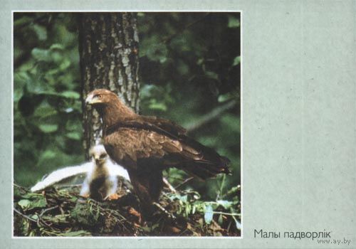Комплект открыток маркированных Птицы  .2000
