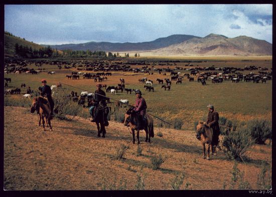Монголия Пастухи с лассо