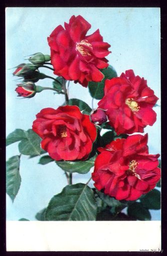 1976 год Розы Поэма Востока