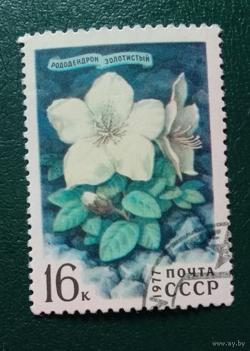 СССР 1973 Рододендрон Цветы