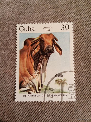 Куба 1984. Корова
