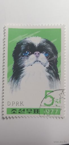 Корея 1977. Собаки.