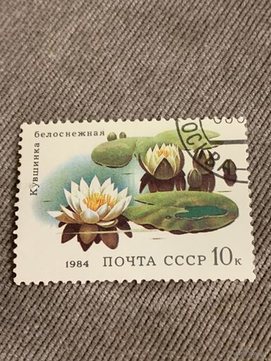 СССР 1984. Кувшинка белоснежная. Марка из серии