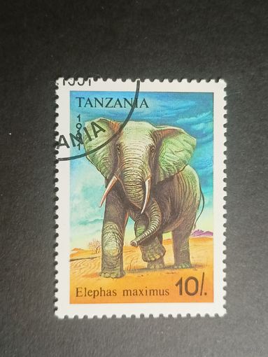 Танзания 1991. Слоны