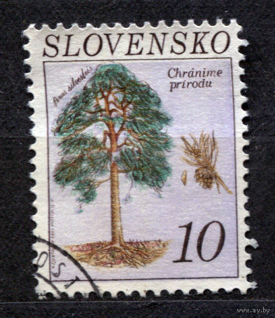 Ботаника. Сосна. Словакия. 1993