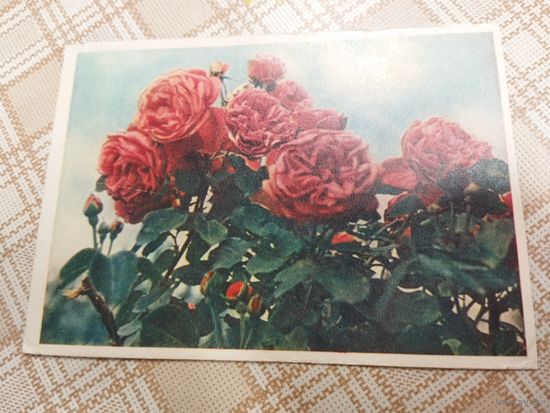 Открытка. Куст красных роз. Фото Бочинина. 1960 год.