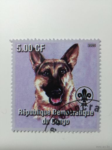 Конго 2005. Собака. Фауна
