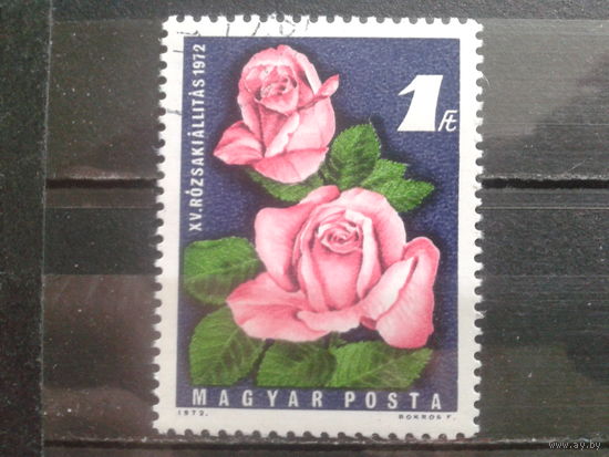 Венгрия 1972 фестиваль роз, одиночка