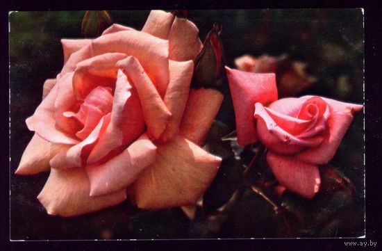 1976 год Розы Ракета