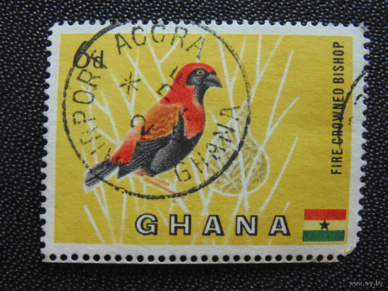 Гана. Птицы.