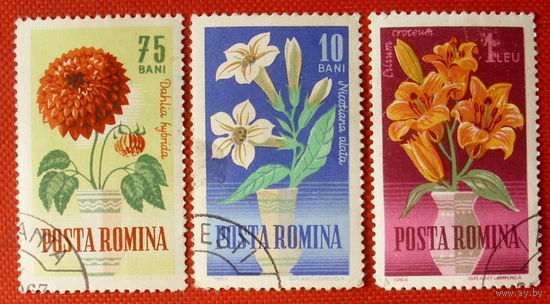 Румыния. Цветы. ( 3 марки ) 1964 года.
